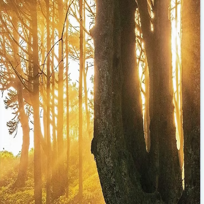 ROOTED: The Core Truths Every Disciple Must Know